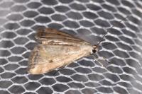 Cataclysta lemnata