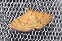 Anania verbascalis