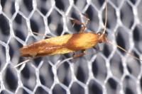 Caloptilia alchimiella
