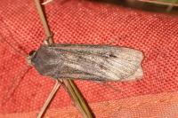 Agrotis ipsilon