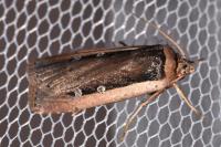 Ochropleura leucogaster