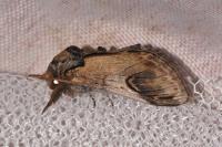 Notodonta ziczac