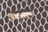 Scythropia crataegella