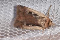 Ochropleura plecta