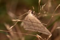 Herminia grisealis