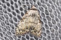 Meganola strigula