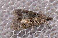Eudonia mercurella