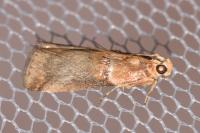 Acrobasis tumidana