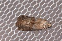 Phycita roborella