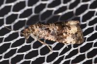 Endothenia gentianaeana/marginana/oblongana