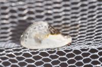Cilix glaucata