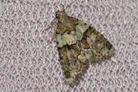 Cryphia algae