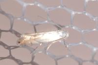 Phyllonorycter harrisella