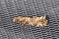 Morophaga choragella