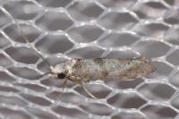 Paraswammerdamia albicapitella