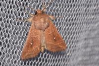 Mythimna albipuncta