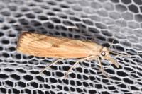 Agriphila inquinatella