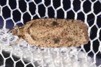 Agonopterix scopariella
