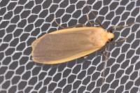 Katha depressa