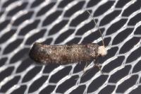 Swammerdamia pyrella