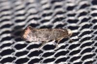Swammerdamia pyrella