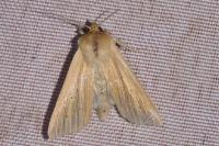 Mythimna pallens