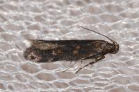 Mirificarma lentiginosella