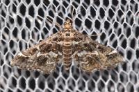 Diasemiopsis ramburialis