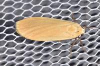 Wittia sororcula