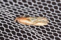Eucosma cana