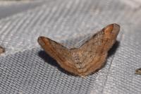 Macaria liturata