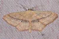 Scopula imitaria