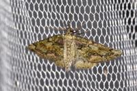Cleorodes lichenaria