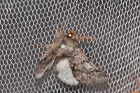 Thaumetopoea pityocampa