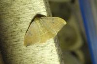 Watsonalla binaria