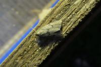 Apaidia mesogona
