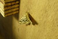 Chiasmia clathrata