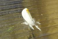 Sphrageidus similis
