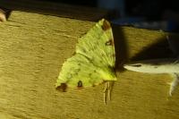 Opisthograptis luteolata