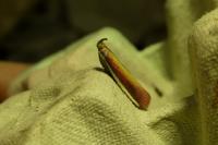 Oncocera semirubella
