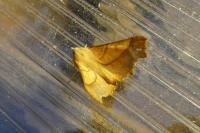 Ennomos fuscantaria