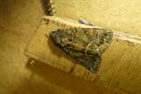 Thalpophila matura