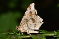 Macaria alternata