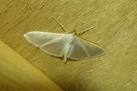 Palpita vitrealis