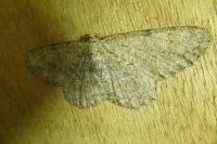 Hypomecis punctinalis