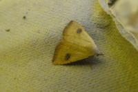 Rivula sericealis