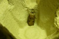 Agrotis exclamationis
