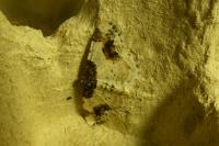 Ligdia adustata