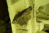 Peribatodes rhomboidaria
