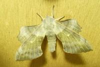 Laothoe populi